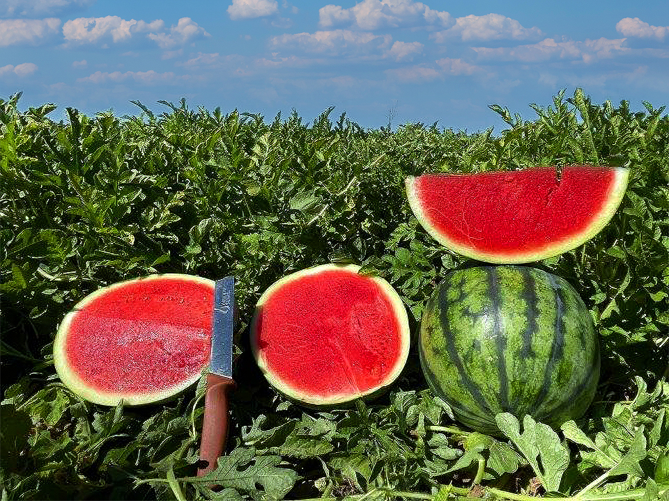 ‘Alon’ Watermelon: Consistent Quality, Exceptional Taste, and Powdery Mildew Tolerance