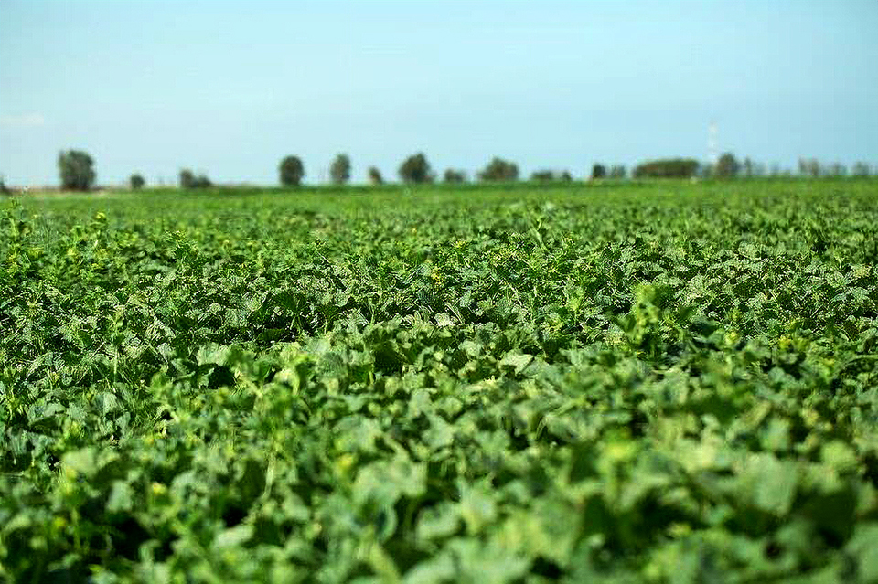 Melon Field. OriGene Seeds PR