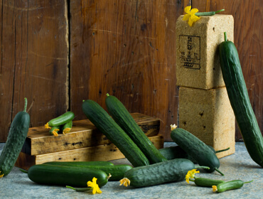 Cucumber Collection