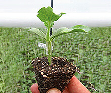 Interspecific cucurbit hybrid